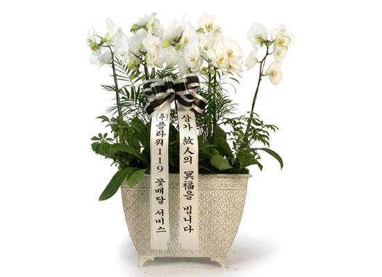 근조제단용 백색호접란(최고급) 꽃집 꽃배달
