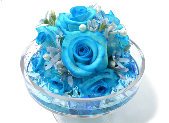 []ƽ  - Lightblue  ɹ