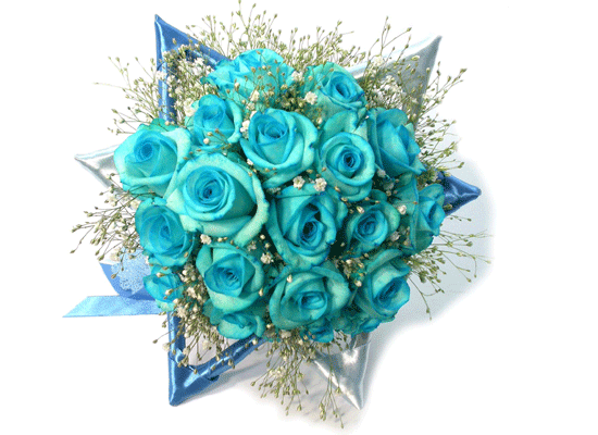 [ְα]Daisy Blue()  ɹ