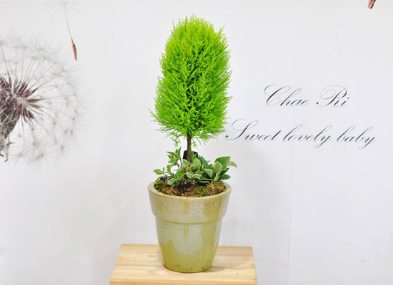 [�����ǹ��]������ ���� �� - ����(��) ���� �ɹ��