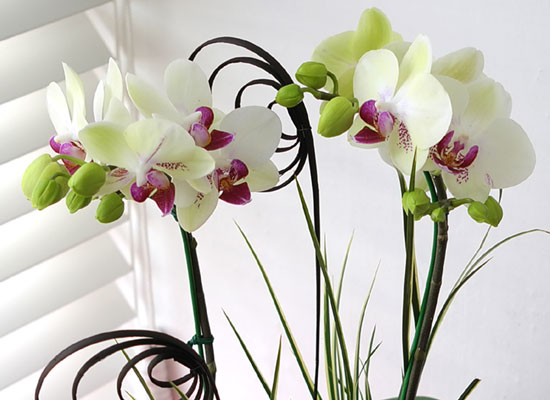 [���� ȣ����] �׸����� (��) ���� �ɹ��