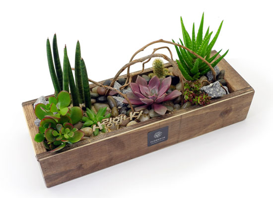 [] Office & Nature - Plant Box  ɹ