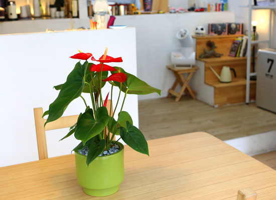 [서울배송]Table deco. 그린화기의 안스리움 (* 화기 변동) 꽃집 꽃배달