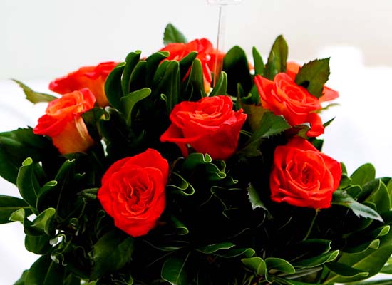 The Rose - [High quality] Only Orange rose (10)  ɹ