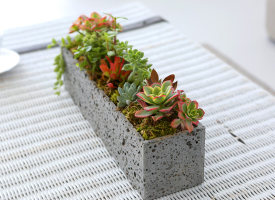 Succulent Plant - 빛깔 고운 식물, 다육정원 직사각 꽃집 꽃배달