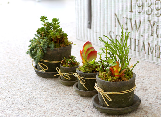 Succulent Plant (Ĺ) - Living Succulent  ɹ