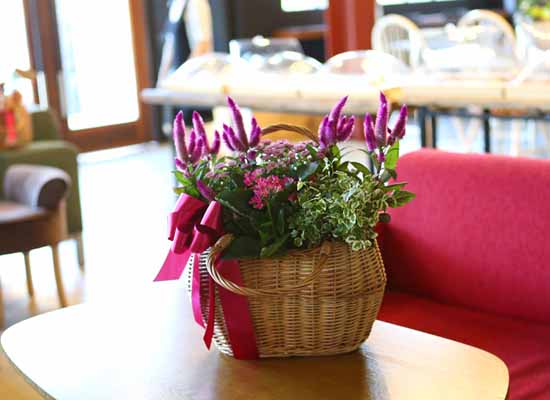 [ȭĹ]Garden gift basket - Can i do this in my apartment? Of course!!!- ü  ɹ