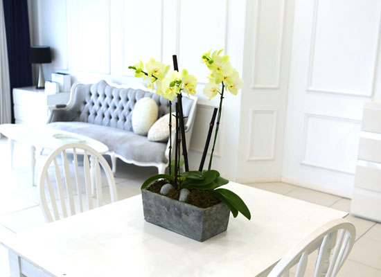 Living with flowers everyday - Newyork style Orchid   ɹ