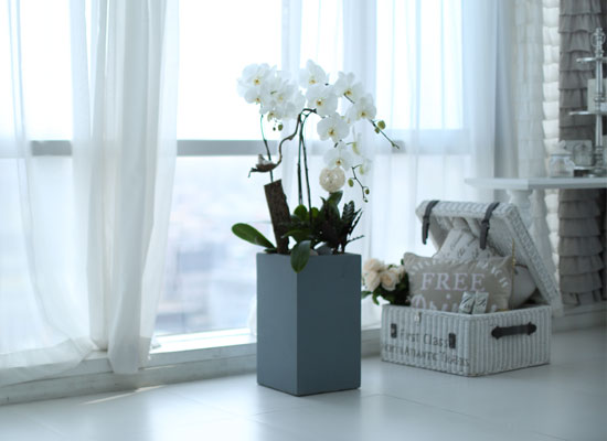 시선을 머물게 하는 식물 - 순백색 매력적인 화이트 호접란 (대) 꽃집 꽃배달