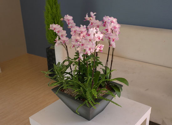Graceful orchid flowers - õũ  Ʋ  ɹ