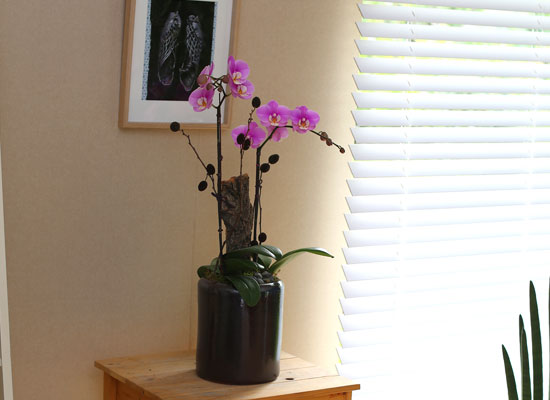 Decorating with Orchids() - ȫ ũȣ  ɹ
