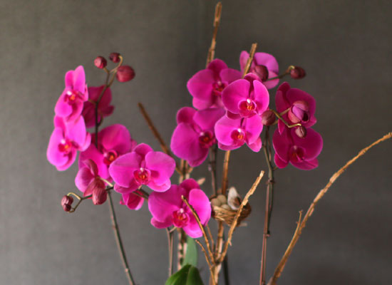Decorating with Orchids() - õǰ ޽ ȭ⿡  ũȣ  ɹ