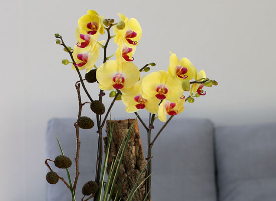 [Decorating with Orchids ] 彺Ÿ (ȭǰ)  ɹ