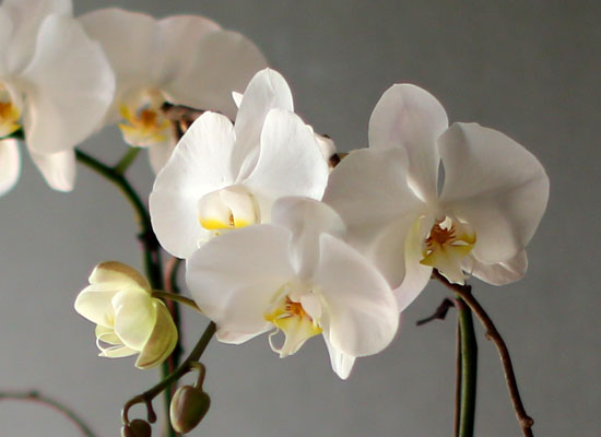 Decorating with Orchids() - Ĺ̰ ̴ ȭƮȣ  ɹ