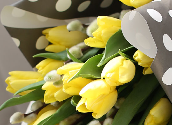 Fresh spring flower Yellow tulips  ɹ