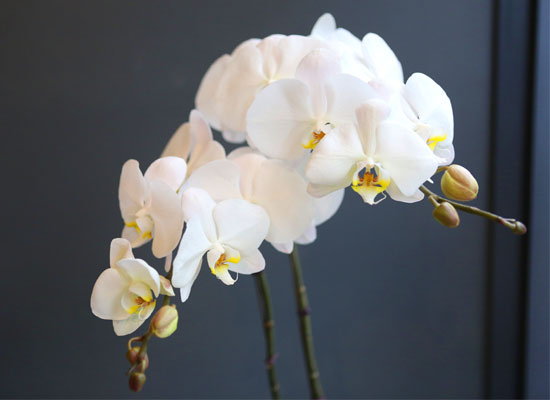 Office&Nature White Orchid (소) [화기변경] 꽃집 꽃배달
