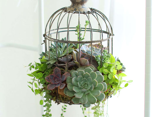 Indoor Garden  -  Birdcage Succulents  ɹ