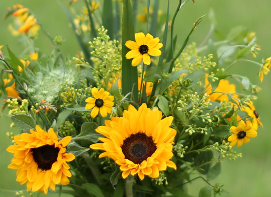 Sunflowers Ÿ ٶ󺾴ϴ  ɹ