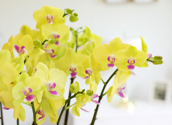 Office & Nature - 고운 빛깔의 호접란 쥬피터 (중) 꽃집 꽃배달