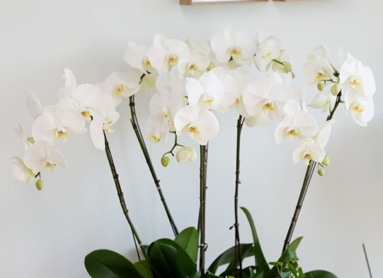 [승진/영전축하] White Elegant Orchid 에메랄드 (중대) 꽃집 꽃배달