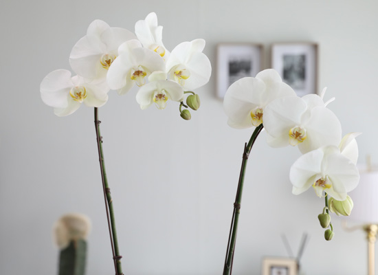 [/] White Elegant Orchid   Empire double ()  ɹ