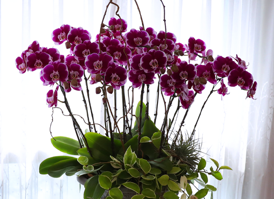 ���ֺ� �� �� �ɱ׸� - ������ �� ���� �ɹ��