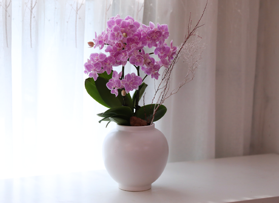 ��ũ�� ���� - ������ �� ���� �ɹ��