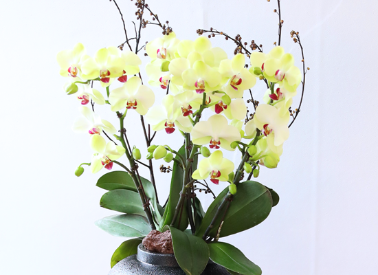 ��� �޻� �� �� - ������ �� ���� �ɹ��