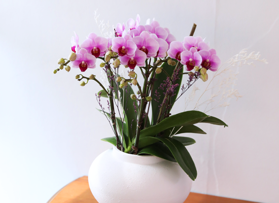 ��äȭ ���� ��ũ �޺� - ������ �� ���� �ɹ��