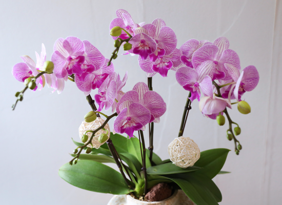 ��ƽ �� ��ũ - ������ �� ���� �ɹ��