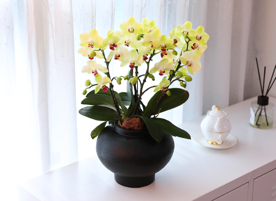 ��� �޺� ���� - ������ �� ���� �ɹ��