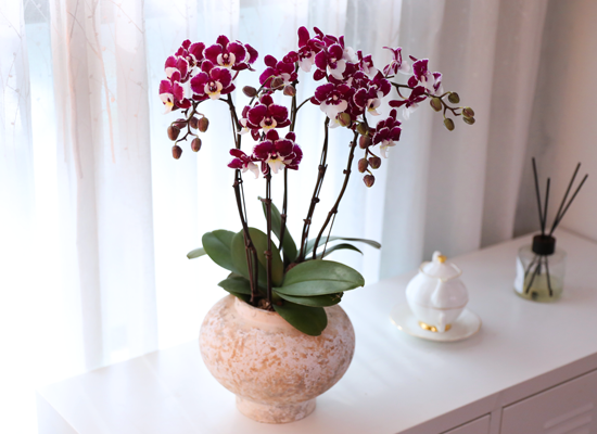 ���� ���� ���� - ������ �� ���� �ɹ��