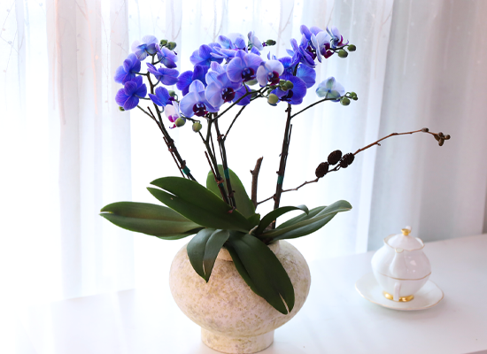 �޺� ������ �� - ������ �� ���� �ɹ��