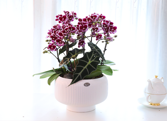 ������ �̽� - ������ �� ���� �ɹ��