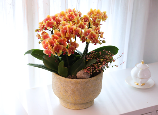 �¾��� �뷡 - ������ �� ���� �ɹ��