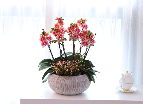 ��ȫ�� ��äȭ ���� - ������ �� ���� �ɹ��