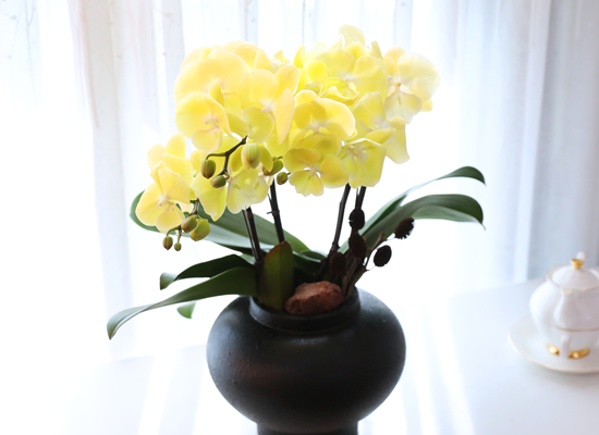 ���� �����ö��� - ������ �� ���� �ɹ��