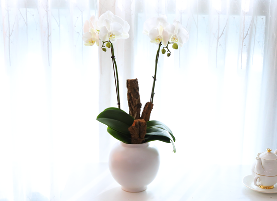 ������ �޺� - ������ �� ���� �ɹ��