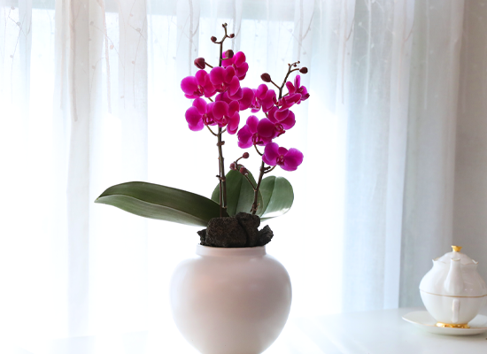 ��ȫ ���� �޺� - ������ �� ���� �ɹ��