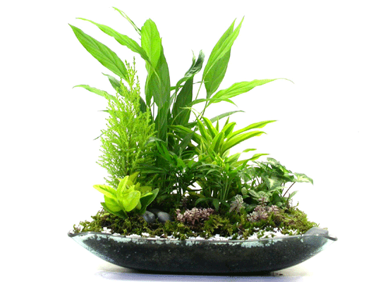 dish garden  ɹ