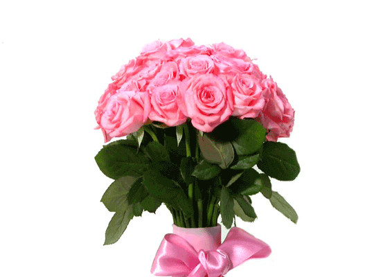 Pink Rose  ɹ