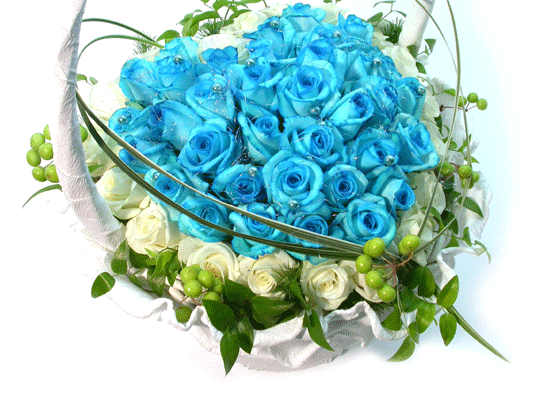 [60]Beatrice Blue(Ʈ)  ɹ