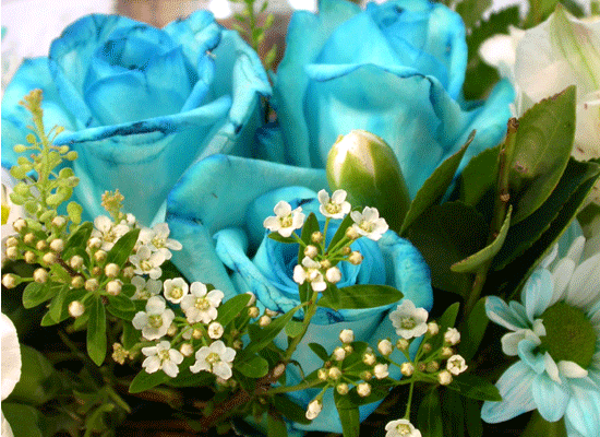 Cleo Blue(Ŭ����) ���� �ɹ��