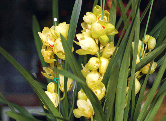 ���޽��� �ɺ���(���) ���� �ɹ��