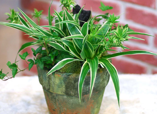 �ڶ�� ��̸� ������ ������... ���� �ɹ��