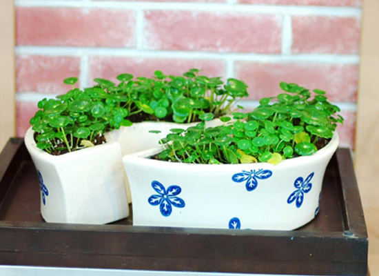 �������� ���� �ɹ��