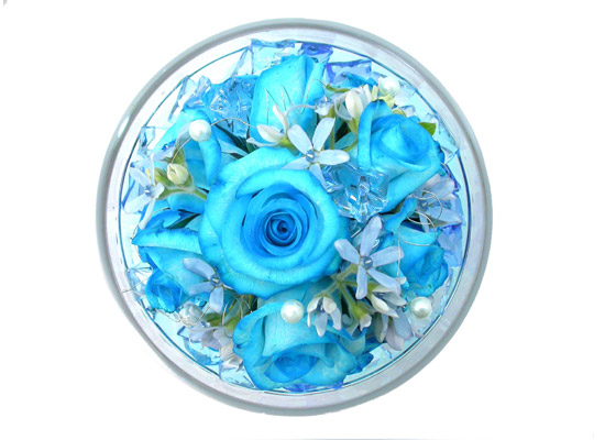 []ƽ  - Lightblue  ɹ