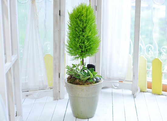 [�����ǹ��]������ ���� �� - ����(��) ���� �ɹ��