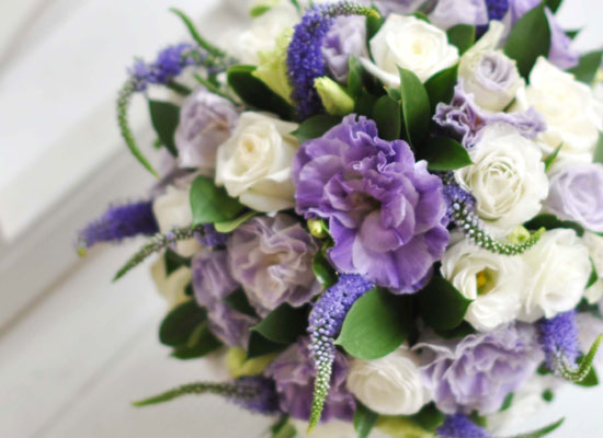 []Lovely lover - Purple veronica  ɹ