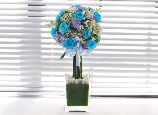 []That's cool - Blue topiary  ɹ